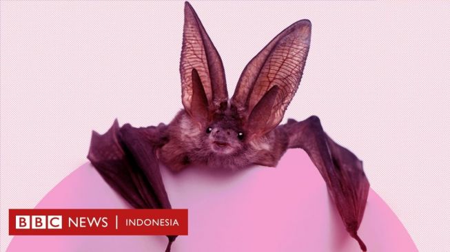 Sanggahan Ilmuwan: Kelelawar Mungkin Bukan Penyebar COVID-19