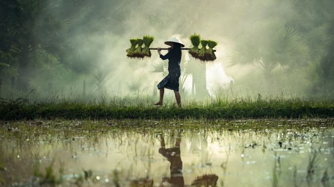 Ilustrasi petani padi membawa benih.[Pixabay]