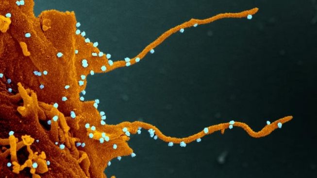 Semakin Banyak Pelonggaran, Epidemiolog UGM Ingatkan Soal Potensi Mutasi Virus Covid-19