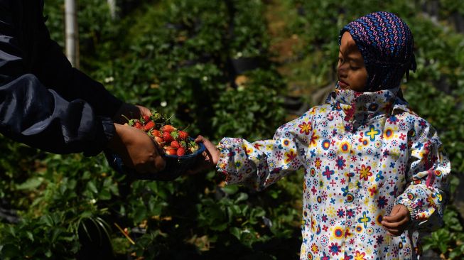 Pengunjung memetik buah stroberi di tempat wisata petik buah stroberi di kawasan Gunung Bromo, Probolinggo, Jawa Timur, Sabtu (27/6/2020). [ANTARA FOTO/Zabur Karuru]