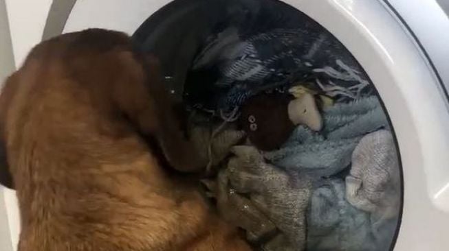 Anjing bernama Pickle yang bingung ketika mainannya dicuci. (Youtube/Daily Mail)