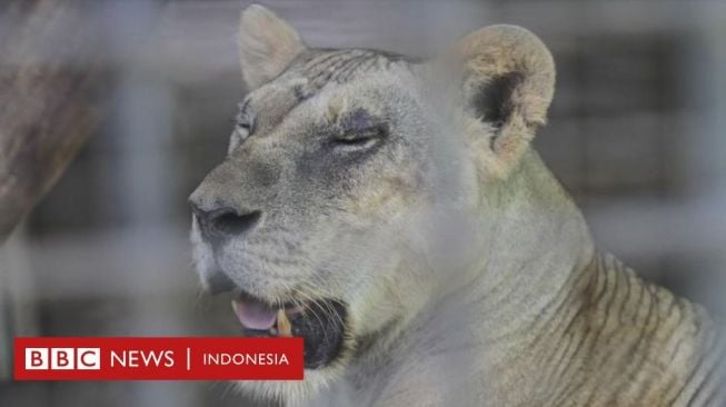 Kebun Binatang Putar Otak Agar Rusa Tak Dipotong untuk Makan ke Macan