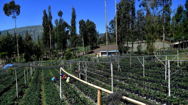 Petani merawat tanaman stroberi tempat wisata petik buah stroberi di kawasan Gunung Bromo, Probolinggo, Jawa Timur, Sabtu (27/6/2020). [ ANTARA FOTO/Zabur Karuru]