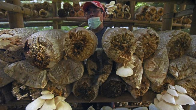 Petani memanen jamur tiram di Cipocok Jaya, Serang, Banten, Minggu (28/6). [ANTARA FOTO/Asep Fathulrahman]