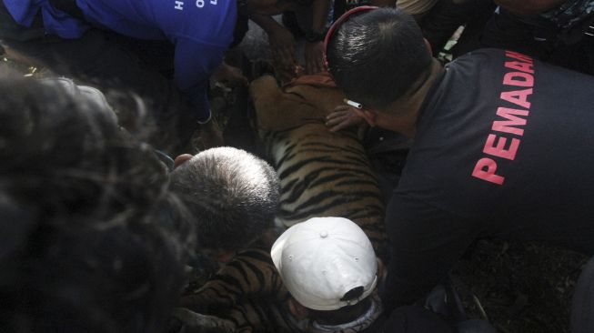 Warga mengevakuasi seekor harimau sumatra (Panthera tigris sumatrae) di Jorong Baringin, Nagari Gantung Ciri, Kecamatan Kubung, Kabupaten Solok, Sumatera Barat, Senin (29/6). [ANTARA FOTO/Muhammad Arif Pribadi]