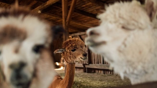 Peneliti Nanobodi pada Alpaca Bisa Jadi Kunci Memerangi 