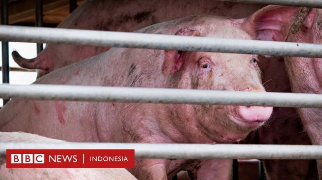 Ditemukan di China: Virus Flu G4 EA H1N1 Berpotensi Jadi Pandemi