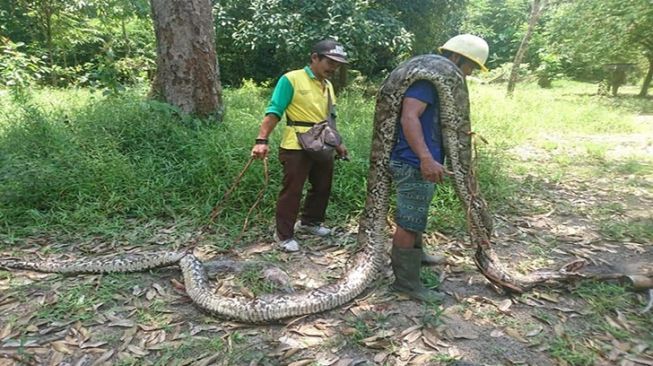 Dikejar Ular Piton 8,5 Meter yang Kelaparan, Sudding Lari Terbirit-birit