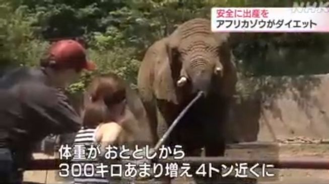 Seorang pengunjung memberi makan Gajah di Kebun Binatang Morioka di Prefektur Iwate.[YouTube/ After March 2020 NHK]