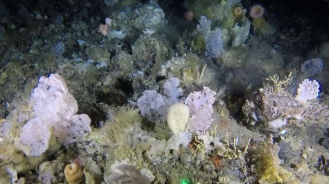 Taman karang laut dalam berisi beragam jenis karang, bintang bulu, spons, dan anemon tumbuh subur di ekosistem yang kompleks dan rumit [ZSL/GINR via IFL Science].