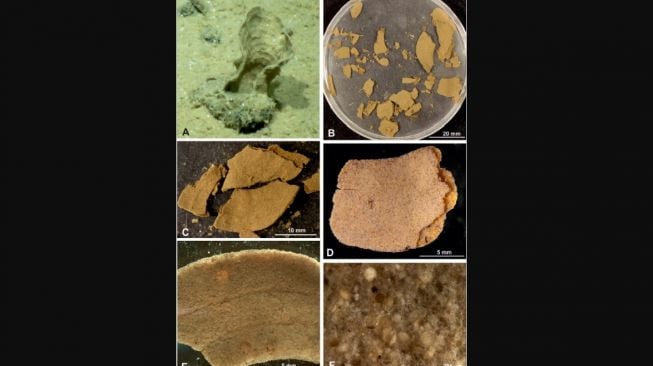 Spesies langka, xenophyophores. [Sciencedirect.com]