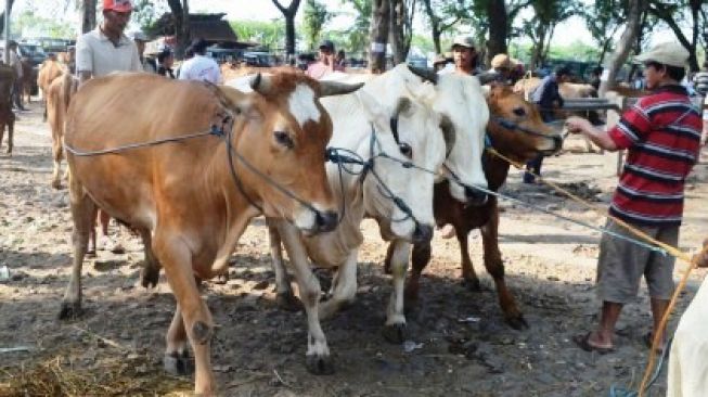 Meski Sehat, Hewan Kurban di Sragen Masuk Karantina Dulu