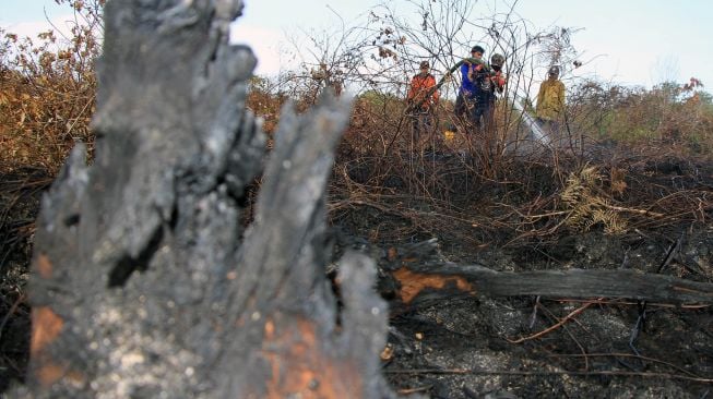 Petugas gabungan dari BPBD Aceh Barat, BKSDA Aceh, TNI/Polri dan Dinas Kehutanan Aceh memadamkan kebakaran lahan gambut di Desa Lapang, Kecamatan Johan Pahlawan, Aceh Barat, Aceh, Kamis (2/7/2020).  [ANTARA FOTO/Syifa Yulinnas]