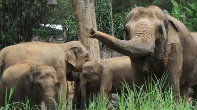 Ratusan Gajah Mati Misterius, Ahli Was-was Ada Virus Baru