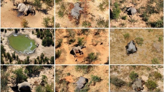 Makin Bertambah, Botswana Terus Selidiki Kematian Misterius 275 Gajah