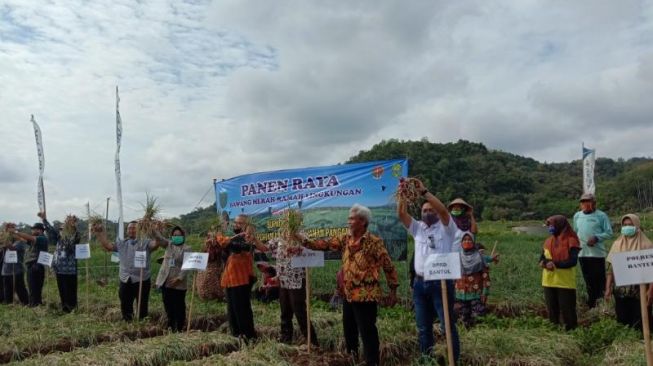 Girang Lihat Hasil Panen, Bupati Bantul Borong Bawang Merah Hingga Rp1 Juta