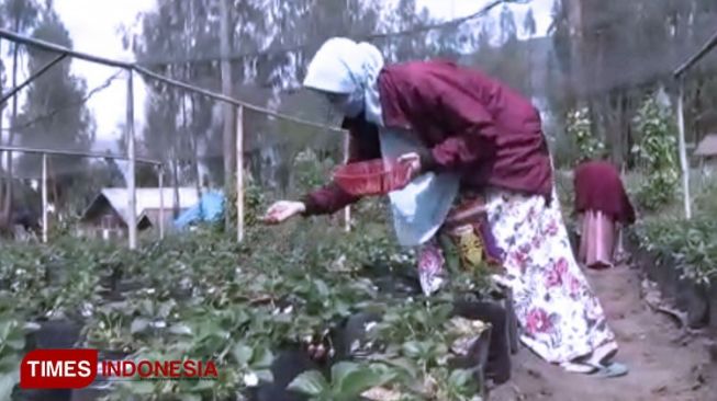 Mulai New Normal, Wisata Petik Strawberry Bromo Mulai Bergairah