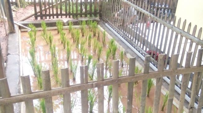 Pria Ini Tanam Padi di Depan Kamar Anaknya, Sawah Pindah ke Teras Rumah