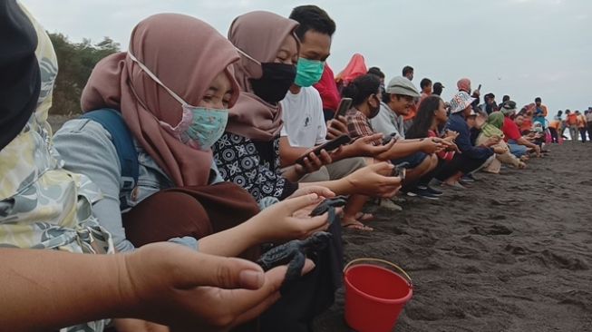 Sudah Hampir Punah, 120 Bayi Penyu Dilepas di Pantai Goa Cemara