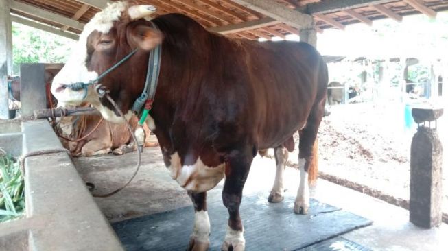 Sapi yang dibeli Presiden Joko Widodo di Karangasem, Argomulyo, Sedayu, Bantul, Rabu (8/7/2020). - (SuaraJogja.id/Mutiara Rizka)