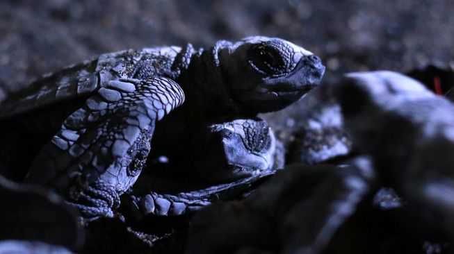 Tukik yang baru menetas berkumpul di penangkaran Banyuwangi Sea Turtle foundation di Pantai Boom, Banyuwangi, Jawa Timur, Rabu (8/7/2020).  [ANTARA FOTO/Budi Candra Setya]