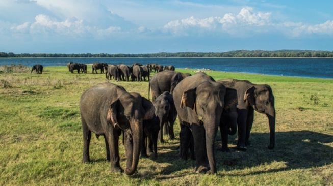 Pertama Kali Terjadi: Gajah Kembar Lahir di Sri Lanka