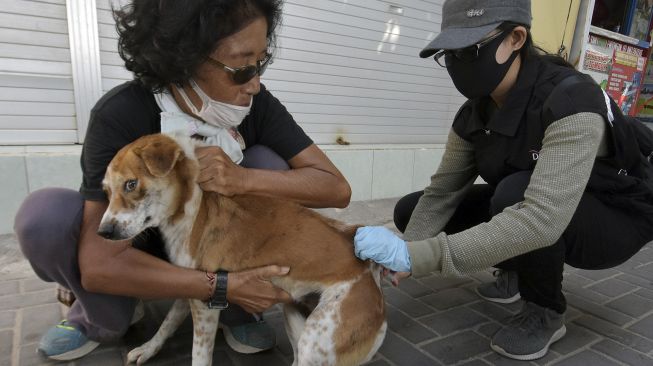 Petugas Dinas Pertanian Kota Denpasar menyuntikkan vaksin anti rabies pada anjing dalam kegiatan vaksinasi di kawasan Pantai Sanur, Denpasar, Bali, Sabtu (11/7). [ANTARA FOTO/Nyoman Hendra Wibowo]