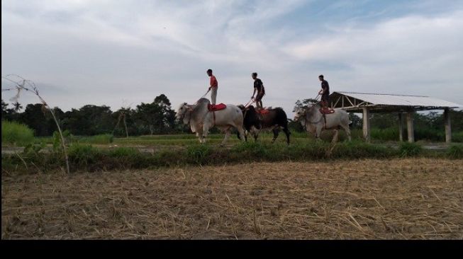 Bukan Bersepeda, Warga Boyolali Ini Justru Lebih Suka Jalan-Jalan Naik sapi