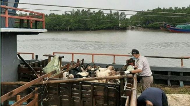 Petugas Pantau Ternak Kurban Dipasok ke Tanjungpinang Bebas Penyakit Ini