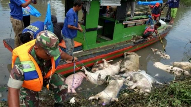 Ratusan Babi Mati di Palembang, Terjangkit African Swine Fever