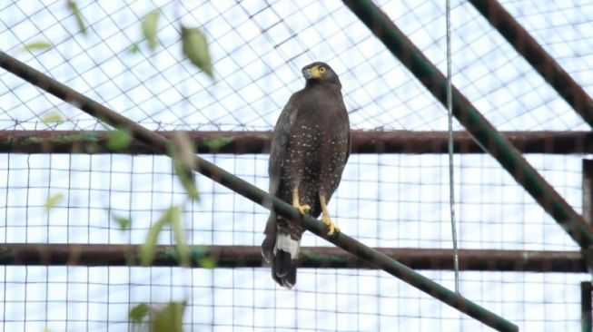 Seekor burung elang saat direhabilitasi Pusat Rehabilitasi Raptor SFF Bunder, Gunungkidul - (SuaraJogja.id/HO-BKSDA Yogyakarta)