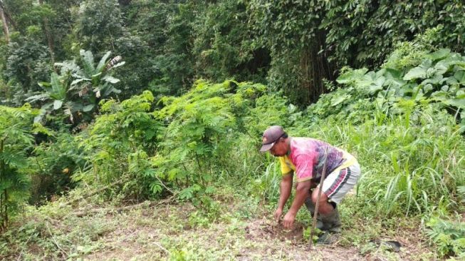 Warga Sleman menanam pohon gayam dan beringin di bantaran Sungai Boyong, Desa Hargobinangun, Kecamatan Pakem, Kabupaten Sleman, Minggu (12/7/2020). - (SuaraJogja.id/Muhammad Ilham Baktora)