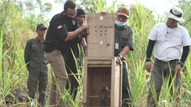 Sempat Direhabilitasi, 4 Elang Dilepasliarkan BKSDA di Gunungkidul