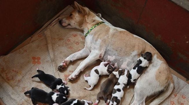 Dokter Indonesia, Susana Somali yang merawat dan menyelamatkan ribuan anjing liar di tengah pandemi Covid-19. [AFP]