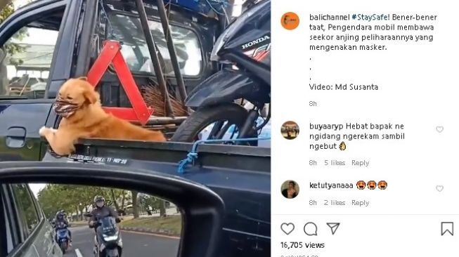 Tertib di Tengah Pandemi Covid-19, Lucunya Gaya Anjing Pakai Masker