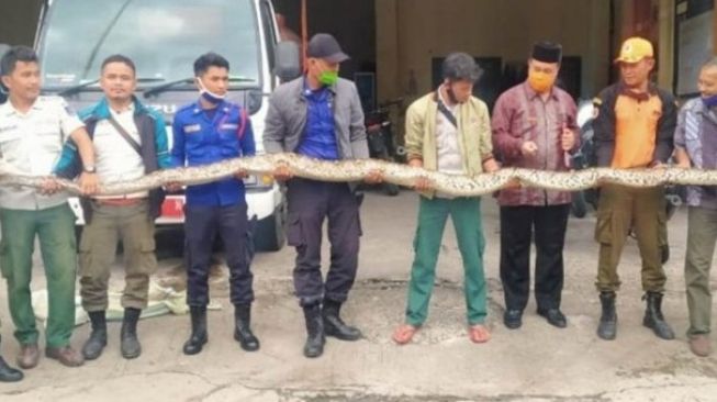 Mangsa Anjing Hidup-hidup, Ular Piton Sepanjang 6 Meter Diamankan Warga