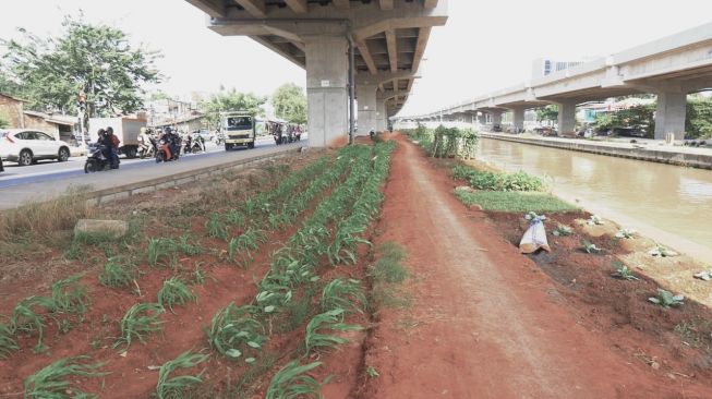 Manfaatkan Lahan Kosong di Kolong Tol dengan Bercocok Tanam