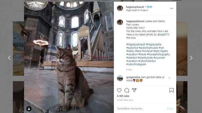 Penunggu Haghia Sophia, Gli. [Instagram/@hagiasophiacat]