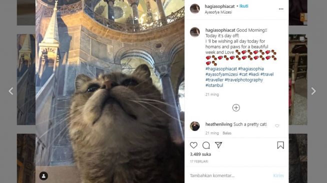 Penunggu Haghia Sophia, Gli. [Instagram/@hagiasophiacat]