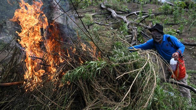 Tim gabungan yang terdiri dari Badan Narkotika Nasional (BNN), TNI, Polri dan Pemerintah Provinsi Aceh membakar batang ganja dalam operasi pemusnahan ladang ganja di lereng bukit Lamreh, Desa Lamreh, Aceh Besar, Aceh, Rabu (15/7/2020).  [ANTARA FOTO/Dasril Roszandi]