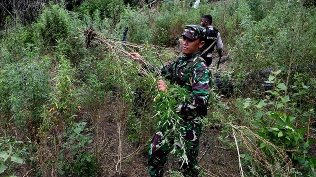 Anggota TNI menebang batang ganja dalam operasi pemusnahan ladang ganja di lereng bukit Lamreh, Desa Lamreh, Aceh Besar, Aceh, Rabu (15/7/2020).  [ANTARA FOTO/Dasril Roszandi]
