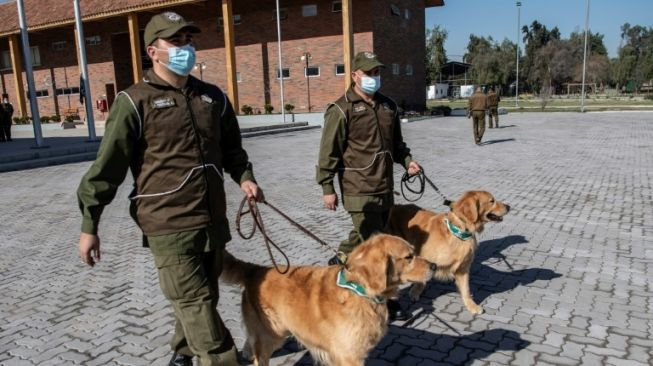 Polisi di Chile melatih anjing untuk mendeteksi orang yang mungkin terinfeksi virus Corona dengan cara mengendus keringat terduga. [AFP]