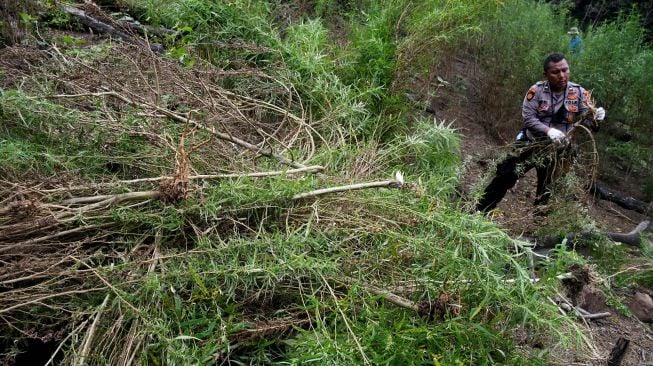 Anggota kepolisian menebang batang ganja dalam operasi pemusnahan ladang ganja di lereng bukit Lamreh, Desa Lamreh, Aceh Besar, Aceh, Rabu (15/7/2020).  [ANTARA FOTO/Dasril Roszandi]