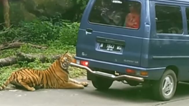 Viral Suzuki Carry dikejar macan di taman safari (Instagram)