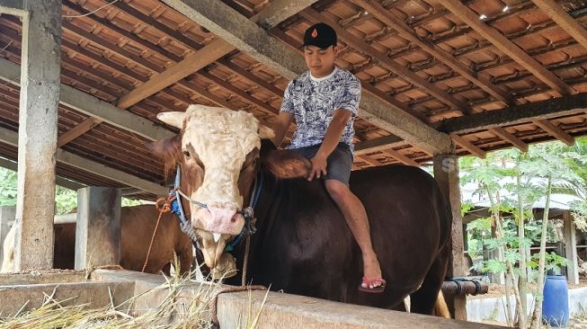 Lesu Penjualan Sapi Kurban Anjlok, Rika Masih Senyum Gombloh Dibeli Jokowi