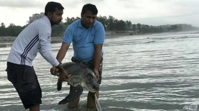 160 Kura-Kura Terjerat Sampah Plastik di Bangladesh, Puluhan Mati. (AFP/Suzauddin Rubel)