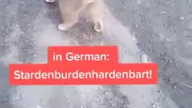 Apa Arti Kata Stardenburdenhardenbart?