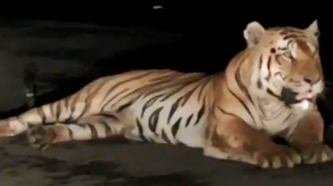 Harimau Nongkrong di Jalan Layang, Pengguna Jalan Panik