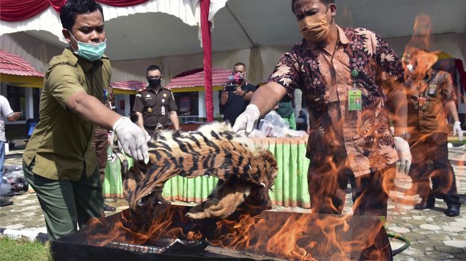 Petugas memasukan kulit harimau sumatera (Panthera tigris sumatrae) ke dalam tungku pembakaran saat pemusnahan barang bukti kejahatan di Kantor Kejaksaan Negeri Pelalawan, Provinsi Riau, Jumat (17/7/2020). [ANTARA FOTO/FB Anggoro]