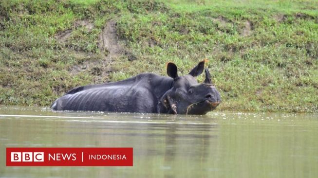 Badak Bercula Satu yang Langka Tewas Karena Banjir di India